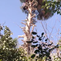 خرید انواع درخت وچوب خشک وغیره با برش بهترین قیمت