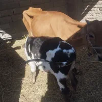 گاو ماده با گوساله|حیوانات مزرعه|دامن, |دیوار