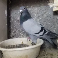 کبوتر.دوخط|پرنده|مشهد, شهید معقول|دیوار