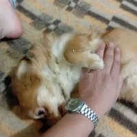 توله سگ|سگ|شیراز, شیشهگری|دیوار