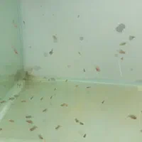 سیچلاید زبرا|ماهی|سلماس, |دیوار