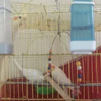 عروس هلندی