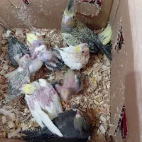 فروش جوجه عروس هلندی|پرنده|کرمان, |دیوار