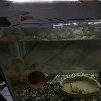 3عدد کوسه و دو عددسیچلاید|ماهی|زاهدان, |دیوار