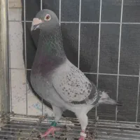 زره ای نر شناسنامه دار