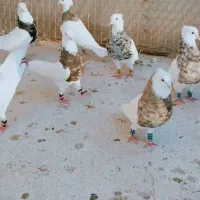 کبوتر|پرنده|مشهد, امام رضا (ع)|دیوار