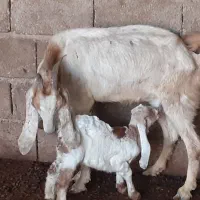 بز نجدی|حیوانات مزرعه|شادگان, |دیوار