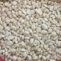 سیر پوست کنده|خوردنی و آشامیدنی|مشهد, شهرک صنعتی توس|دیوار
