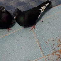 سلام دوستان یک جفت سیاه جفت