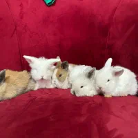 بچه خرگوش لوپ اصیل