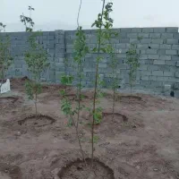 باغچه چار دیواری شده ۱۷۵ متری سند تک برگ|فروش زمین و ملک کلنگی|رباطکریم, رباطکریم|دیوار