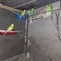 چند عدد مرغ عشق