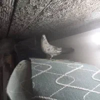 کفتر فروشی|پرنده|اردکان, |دیوار