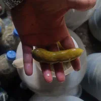 خیار شور محلی|خوردنی و آشامیدنی|قرچک, میرزائی شمالی|دیوار