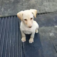 توله پاکوتاه