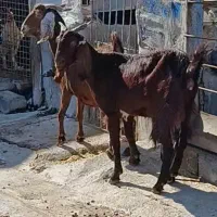 بز پاکستانی