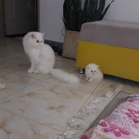 گربه پرشین سفید و طوسی آماده واگذاری|گربه|ساری, |دیوار