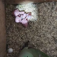 جوجه شاه طوطی|پرنده|اهواز, کوی جواهری|دیوار