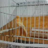 جفت قناری معاوضه با عروس