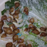 حلزون|خزنده|مشهد, رده|دیوار