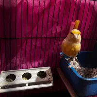 دوعددقناری مست نروماه