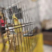 عروس هلندی نر 3 ساله معاوظه با سیامون نربالغ