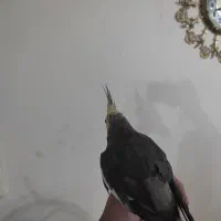 عروس هلندی آواز خون|پرنده|تبریز, |دیوار