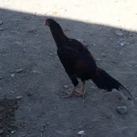 مرغ بلوچی ۶عدد خروس 1عددماکیان ۱عددگوچ|حیوانات مزرعه|ایرانشهر, |دیوار