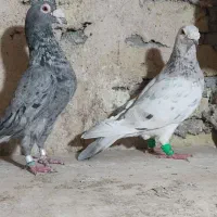 سارسرورجفتگاه|پرنده|مشهد, نوید|دیوار