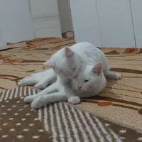 فروش گربه بریتیش ماده