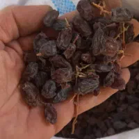 مویز درجه ۱|عمدهفروشی|شیراز, گلستان|دیوار