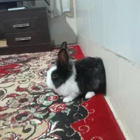 خرگوش لوپ هلندی|موش و خرگوش|گنبد کاووس, |دیوار