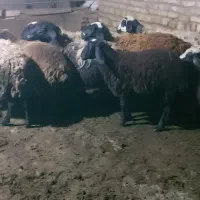 میش وبره