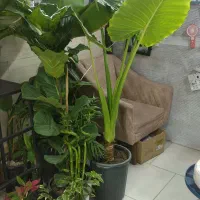 گلدان|گل و گیاه طبیعی|شهریار, شهرک امیریه|دیوار