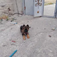سگ ژرمن بلک ماده قابل معاوضه بجز سگ