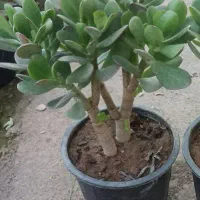 گل بونسای پول وثروت