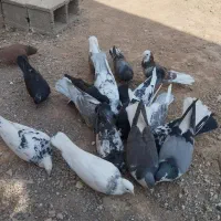 کبوتر