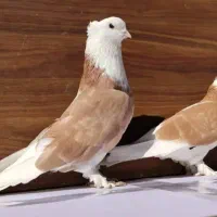 گمشده