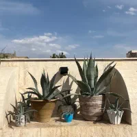 گیاه‌و‌کاکتوس