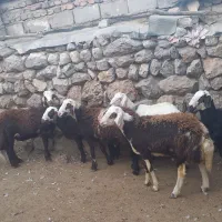 بره قوچ عروسک|حیوانات مزرعه|بروجرد, |دیوار