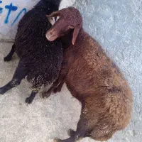 میش همراه بره