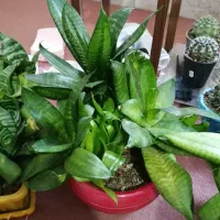 انواع و اقسام گل و کاکتوس و سانسوریا پُر|گل و گیاه طبیعی|بروجرد, |دیوار