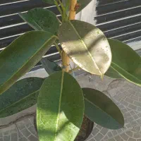 گل بابونه|آرایشی، بهداشتی، درمانی|بروجرد, |دیوار