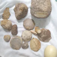 مقداری فسیل و سنگواره میلیون ساله