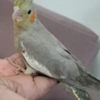 جوجه سرلاکی