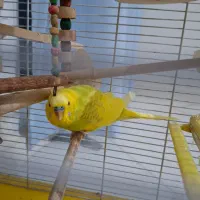 مرغ عشق نر بالغ|پرنده|محمدشهر, شهرک پیام (مهرالبرز)|دیوار