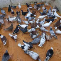 کبوتر فروشی شوشترنو داخل محوطه بازارچه