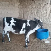 گاو و گوساله|حیوانات مزرعه|خمک, |دیوار