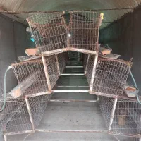 قفس مرغی|لوازم جانبی حیوانات|قم, میدان نو|دیوار