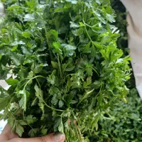 سبزیجات ارگانیک|عمده‌فروشی|نیشابور, خیام|دیوار